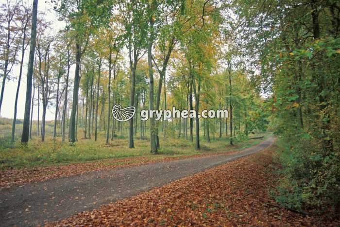 Futaie de Hêtres en automne - gryphea.com